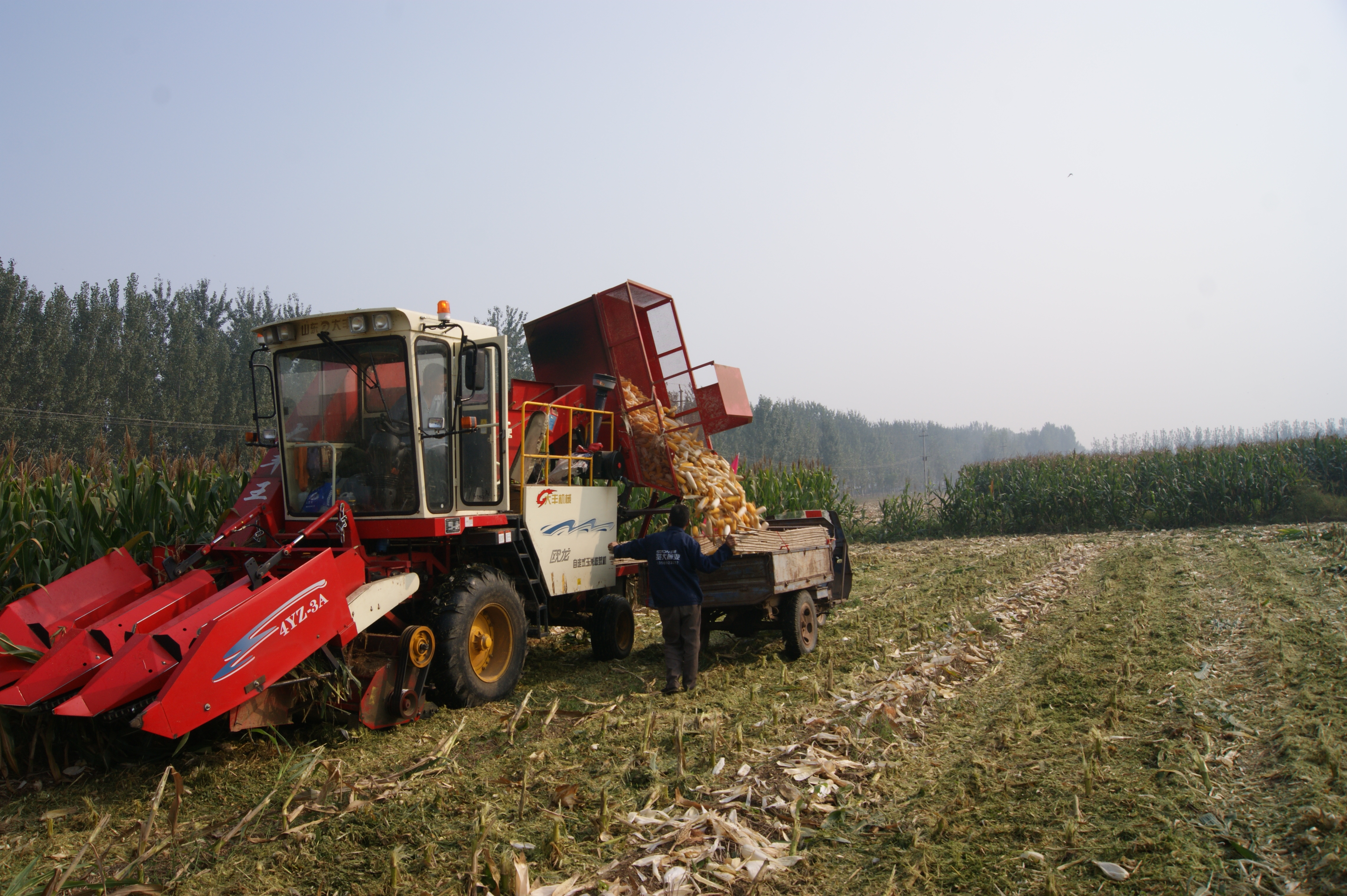 沙河乡2万余亩土地流转玉米喜获丰收(图)